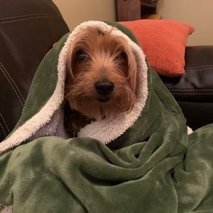 Meet your Posher, Shelley